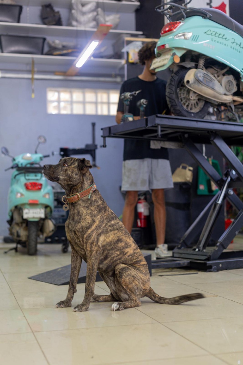 The shop dog keeping an eye on the work