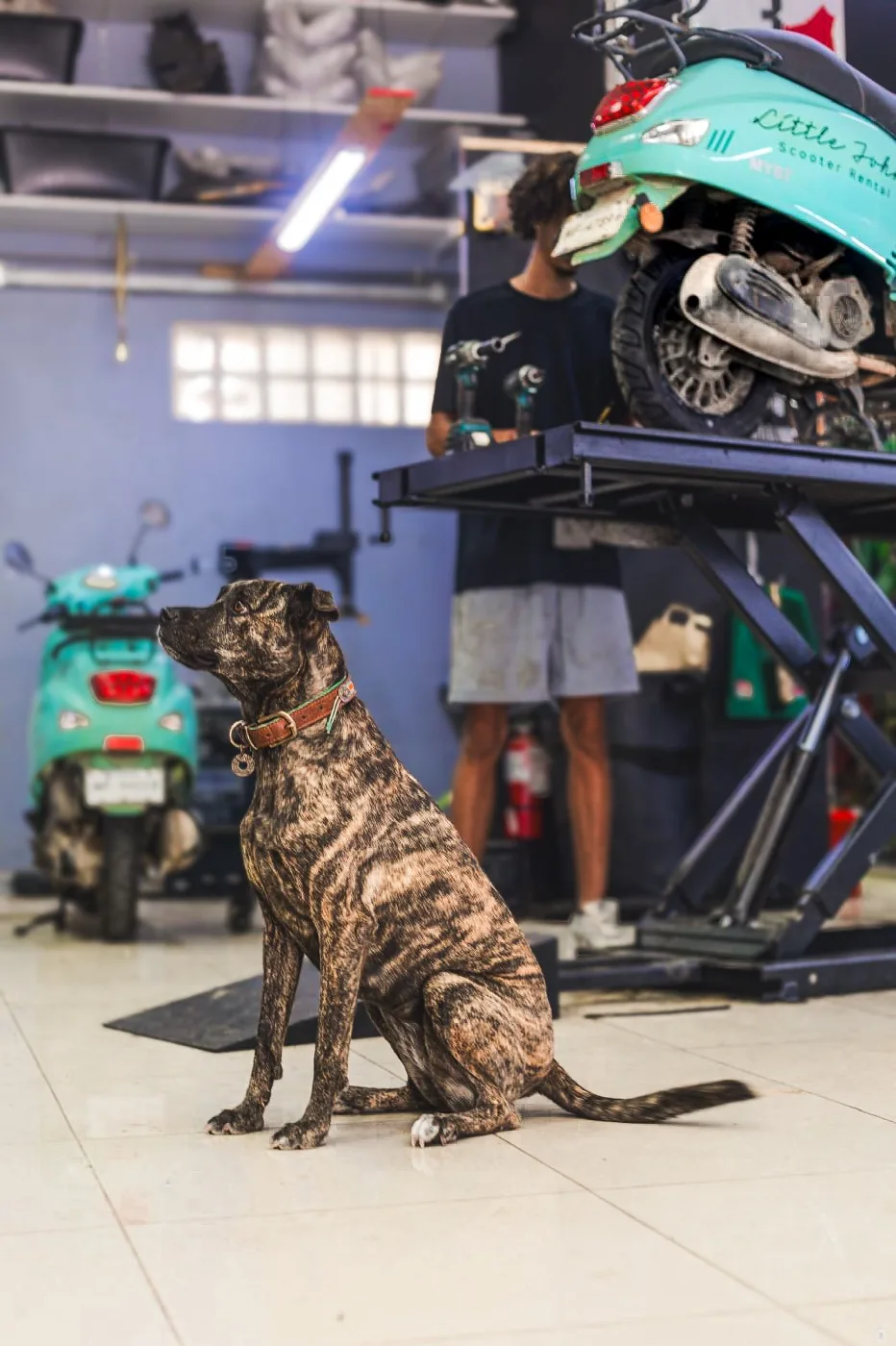The shop dog keeping an eye on the work